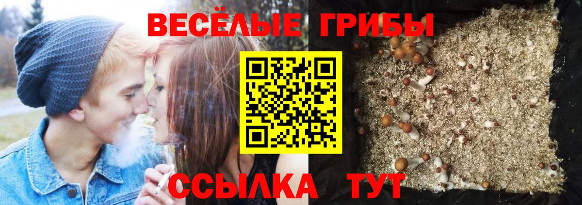 Псилоцибиновые грибы Cubensis  Вход с VPN  Снежинск 